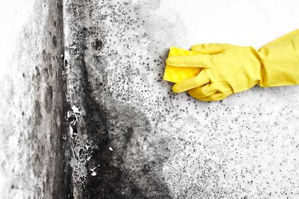 Best Mold Testing  in Mcleansboro, IL