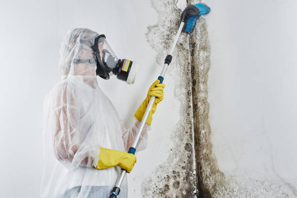 Best Commercial Mold Removal  in Mcleansboro, IL