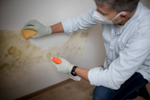 Best Fast Mold Removal  in Mcleansboro, IL