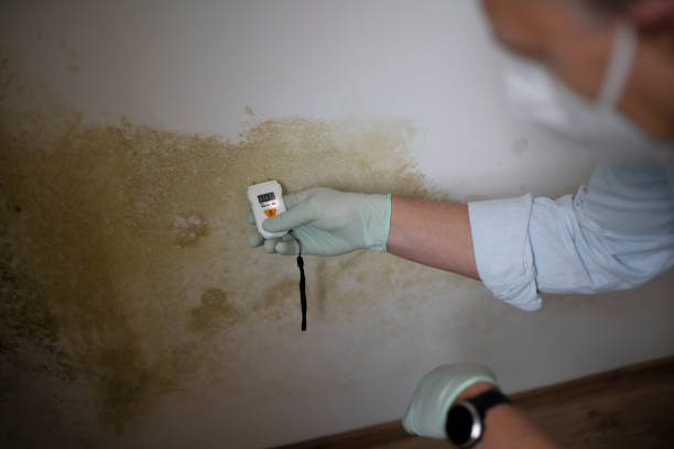 Mcleansboro, IL Mold Removal Company