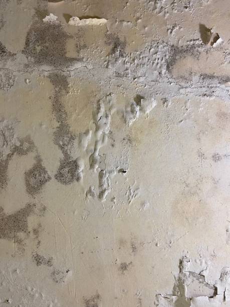 Best Mold Removal and Inspection  in Mcleansboro, IL