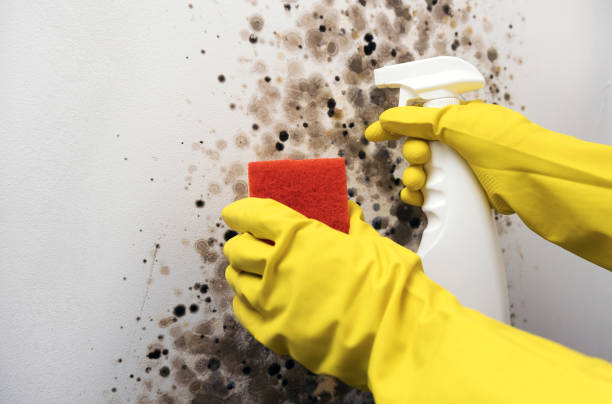 Best Emergency Mold Removal  in Mcleansboro, IL