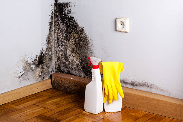Best Black Mold Removal  in Mcleansboro, IL