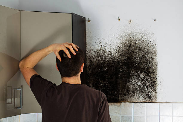 Best Water Damage Restoration  in Mcleansboro, IL