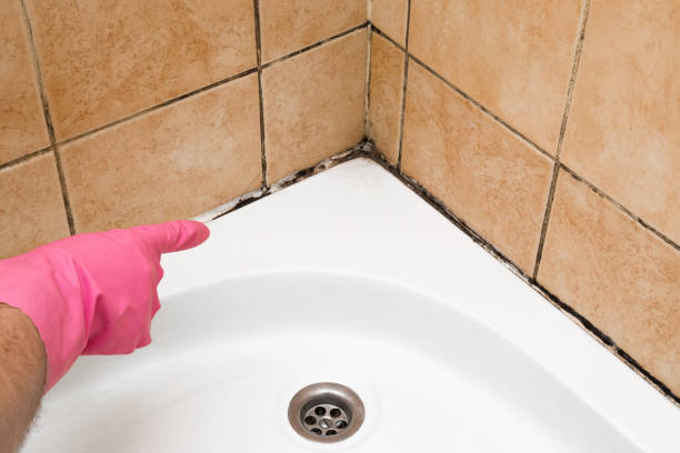 Best Mold Removal Specialists  in Mcleansboro, IL